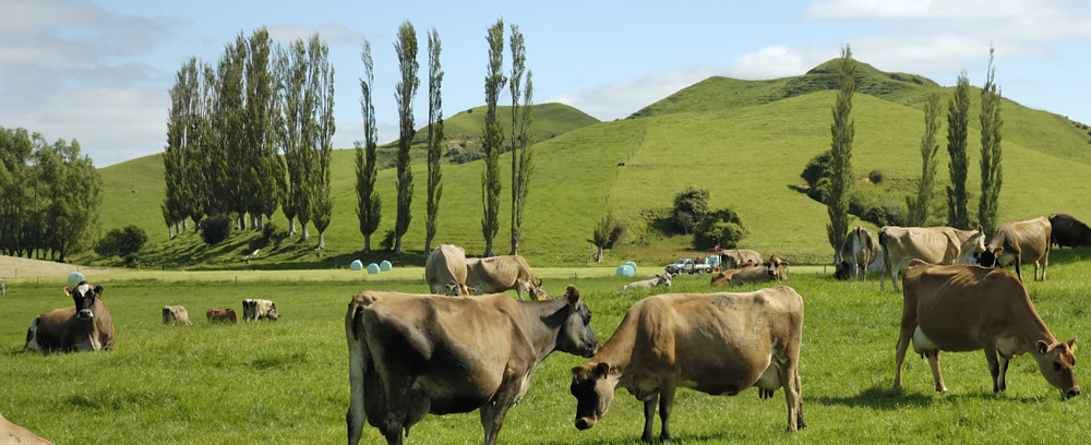 Neuseeland KingCountry